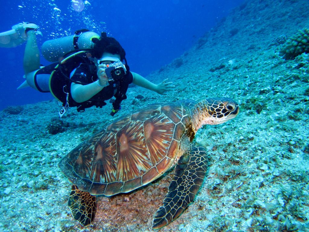 綠島潛水看海龜